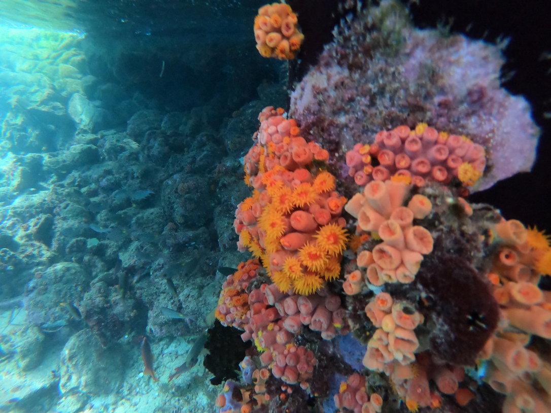 Coral reef Maldives 